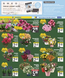 EDEKA Pflanzen im Prospekt 