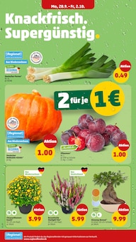 Blumen im Penny Prospekt "Wer günstig will, muss Penny." mit 42 Seiten (Hamburg)
