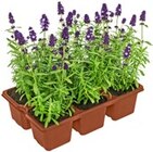 Aktuelle Blumen Angebote bei Kaufland in Solingen (Klingenstadt) Aktuelles Lavendel Angebot bei Kaufland in Solingen (Klingenstadt) ab 1,99 €