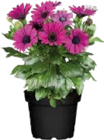 Aktuelles Kapkörbchen (Osteospermum) Angebot bei Globus-Baumarkt in Magdeburg ab 2,49 €