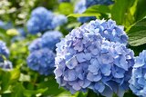Gamm vert Vimy - Promo Hortensias ECLOZ Promo Hortensias ECLOZ à 15,99 € dans le catalogue Gamm vert à Vimy