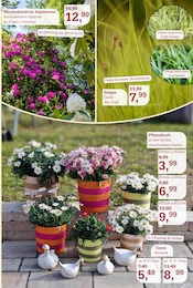 Aktueller Garten-Center Nordharz GmbH & Co. KG Prospekt mit Dekoration, "Wo Farben wachsen und Freude blüht!", Seite 9