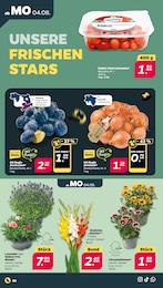 Zwiebeln Angebot & Preis im aktuellen Netto mit dem Scottie Prospekt Zwiebeln Angebot im aktuellen Netto mit dem Scottie Prospekt auf Seite 2
