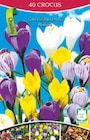 Tulpen bei Thomas Philipps im Itzehoe Prospekt für 4,99 €