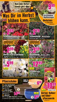 Gartenerde im Hornbach Prospekt "Das beste Projekt ist immer das nächste." mit 31 Seiten (Heidelberg)