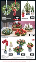 Amaryllis Angebot & Preis im aktuellen toom Baumarkt Prospekt Amaryllis Angebot im aktuellen toom Baumarkt Prospekt auf Seite 4