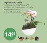 Bepflanzte Schale von  im aktuellen V-Markt Prospekt für 14,99 €