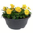 Hornveilchen-Schale Angebote bei toom Baumarkt Solingen für 3,99 €