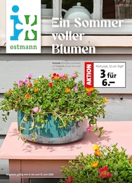 Aktueller Blumen Ostmann Prospekt, "Ein Sommer voller Blumen", mit Angeboten der Woche, gültig von 06.06.2026 bis 06.06.2026