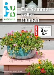 Blumen Ostmann Garten & Pflanzen Prospekt der aktuellen Woche mit 8 Seiten, gültig von 06.06.2026 bis 12.06.2026, in Cloppenburg und Umgebung Aktueller Blumen Ostmann Garten & Pflanzen Prospekt in Cloppenburg und Umgebung, "Ein Sommer voller Blumen" mit 8 Seiten, 06.06.2026 - 12.06.2026