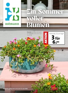 Blumen Ostmann Prospekt Ein Sommer voller Blumen mit 8 Seiten