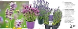Schopflavendel im aktuellen Hellweg Prospekt