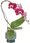 Orchidée Phalaenopsis Swan + cache-pot en promo chez Botanic Clermont-Ferrand à 14,99 €