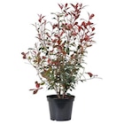 Photinia Red Robin en pot de 10 litres - BOTANIC® en promo chez Botanic Photinia Red Robin en pot de 10 litres - BOTANIC® dans le catalogue Botanic