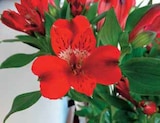 Intermarché Redessan - Promo Alstromeria pot 19 cm Promo Alstromeria pot 19 cm à 12,99 € dans le catalogue Intermarché à Redessan