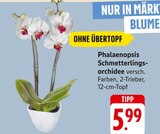 Phalaenopsis Schmetterlingsorchidee Angebote bei E center Freiburg für 5,99 €