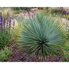Yucca Rostrata - Carrefour à Ermont Yucca Rostrata en promo chez Carrefour Ermont à 89,99 €