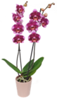 Aktuelles Orchidee Angebot bei Kaufland in Essen ab 10,99 €