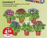 Aschenblume von  im aktuellen V-Markt Prospekt für 4,49 €