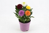 Jardiland Avignon - Promo Chrysanthème "Flowerpops" Promo Chrysanthème "Flowerpops" à 6,99 € dans le catalogue Jardiland à Avignon