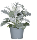 toom Baumarkt Lüblow - Silberblatt Angebot im Prospekt Silberblatt bei toom Baumarkt im Lüblow Prospekt für 0,79 €