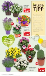 Balkonpflanzen Angebot & Preis im aktuellen Kaufland Prospekt Balkonpflanzen Angebot im aktuellen Kaufland Prospekt auf Seite 19