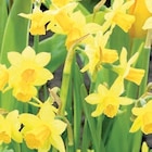 Blumenzwiebel-Mix im Angebot bei Thomas Philipps in Zwickau Blumenzwiebel-Mix Angebote bei Thomas Philipps Zwickau für 1,11 €