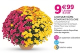 Promo Chrysanthème Pompon Tricolore à 9,99 € dans le catalogue Delbard à Aumale