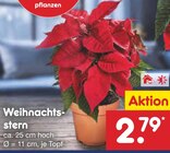 Aktuelles Weihnachtsstern Angebot bei Netto Marken-Discount in Dresden ab 2,79 €