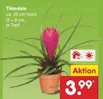 Tilandsie im Angebot bei Netto Marken-Discount in Kirchheim Tilandsie Angebote bei Netto Marken-Discount Kirchheim für 3,99 €