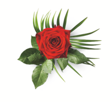 Einzelrose mit Phönixblatt