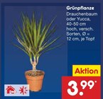 Grünpflanze im Angebot bei Netto Marken-Discount in Wunstorf Grünpflanze Angebote bei Netto Marken-Discount Wunstorf für 3,99 €