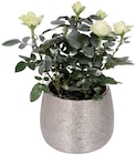 Plante fleurie en pot déco argenté - Lidl à Colmar Plante fleurie en pot déco argenté en promo chez Lidl Colmar à 4,79 €