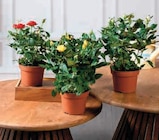 Rosier en promo chez Super U Martigues à 2,99 €