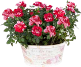 Pflanzen Kölle München - Rose „Gigi“ in Holzschale, bedruckt Angebot im Prospekt Rose „Gigi“ in Holzschale, bedruckt bei Pflanzen Kölle im München Prospekt für 19,99 €