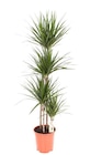 Dracaena Marginata à Gamm vert dans Allanche Dracaena Marginata à Gamm vert dans Allanche