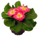 Narzissen Angebote bei Marktkauf Cuxhaven für 0,99 €