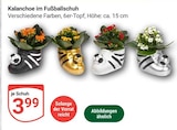GLOBUS - Kalanchoe im Fußballschuh Angebot im Prospekt Kalanchoe im Fußballschuh bei GLOBUS im Prospekt "" für 3,99 €