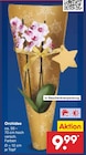 Orchidee von  im aktuellen Netto Marken-Discount Prospekt für 9,99 €
