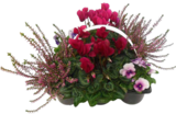 Chrysanthemen Busch Trio im Angebot bei E center in Ulm Chrysanthemen Busch Trio Angebote bei E center Ulm für 5,99 €
