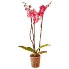 Orchidée 3 Branches en promo chez Auchan Hypermarché Sarcelles à 11,49 €