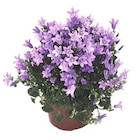 Campanula Get Me bleue - Le pot de 10.5 cm - AUTRES PRODUCTEURS en promo chez Botanic Campanula Get Me bleue - Le pot de 10.5 cm - AUTRES PRODUCTEURS dans le catalogue Botanic