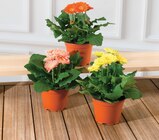 Gerbera Sundays en promo chez Super U Nîmes à 3,99 €