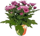 Aktuelles Chrysantheme Angebot bei Penny in Jena ab 2,99 €