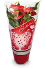 Aktuelles Anthurie Flamingoblume Angebot bei Netto Marken-Discount in Essen ab 5,99 €