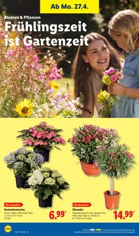 Pflanzen im Lidl Prospekt "LIDL LOHNT SICH" mit 68 Seiten (Mönchengladbach)