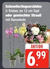 Schmetterlingsorchidee oder gemischter Strauß bei E center im Osterby Prospekt für 6,99 €