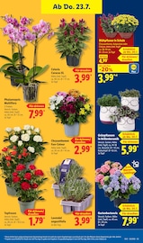 Orchidee im Lidl Prospekt in Duisburg Aktueller Lidl Prospekt mit Orchidee, "LIDL LOHNT SICH", Seite 29
