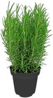 Aktuelle Pflanzen Angebote bei Penny in Krefeld Aktuelles Italienische Kräuter Angebot bei Penny in Krefeld ab 1,99 €