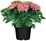 Aktuelles Bauernhortensie Angebot bei ROSENGUT Langerwisch in Potsdam ab 16,99 €